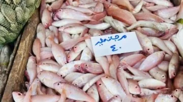 أسعار كيلو البلطي وأسماك كفر الشيخ اليوم السبت 29 نوفمبر 2025